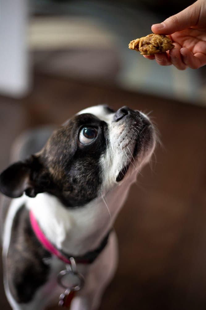 Boston Terrier about to eat a homemade dog treat
