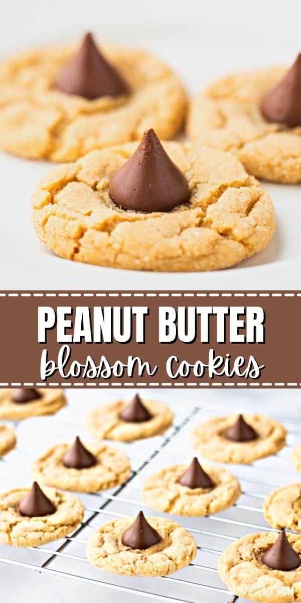 These rich, tender, slightly chewy peanut butter cookies are topped with a chocolate Hershey Kiss, resulting in the most delicious Peanut Butter Blossoms.