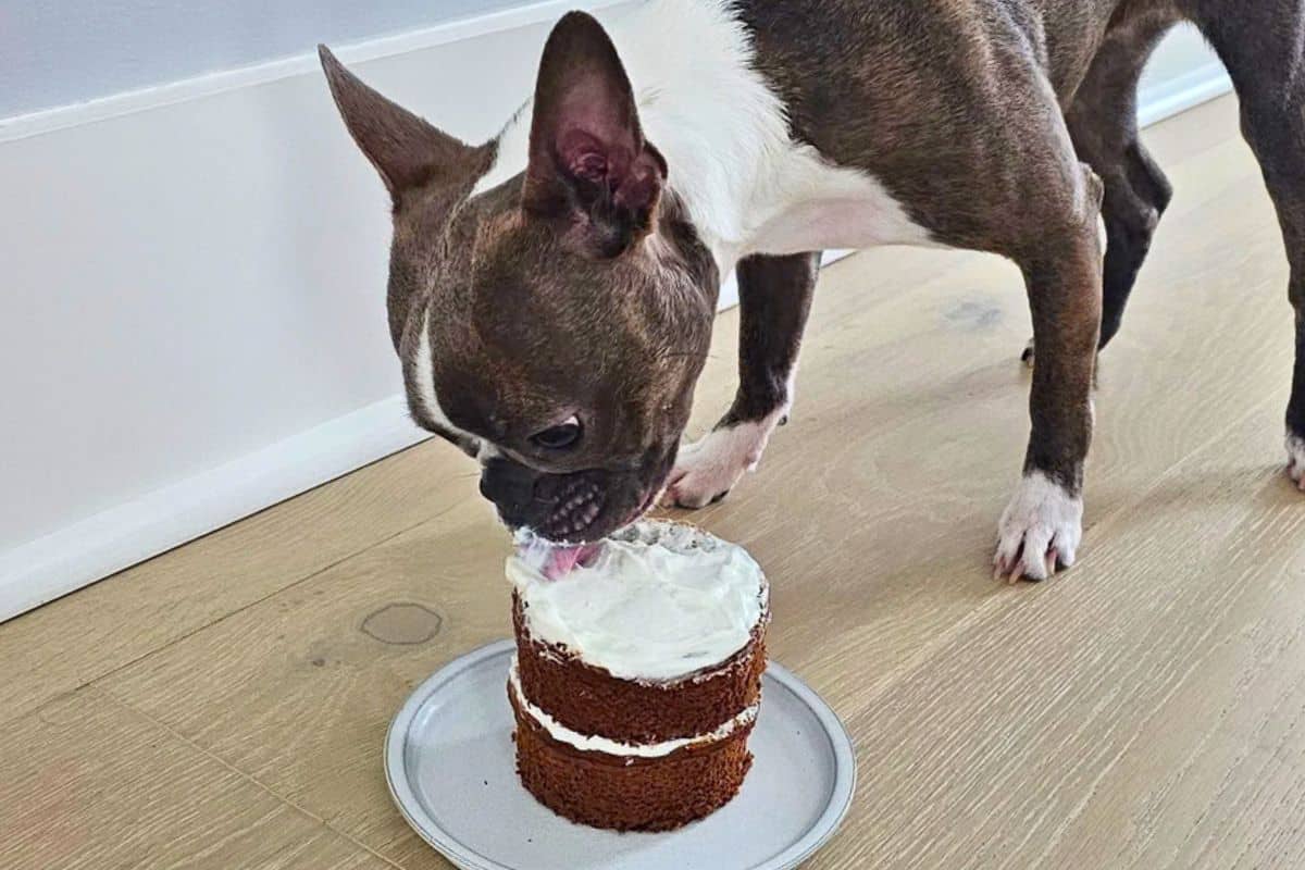 Recipe Dog Birthday Cake Boston terrier licking the icing off a two layer dog cake.