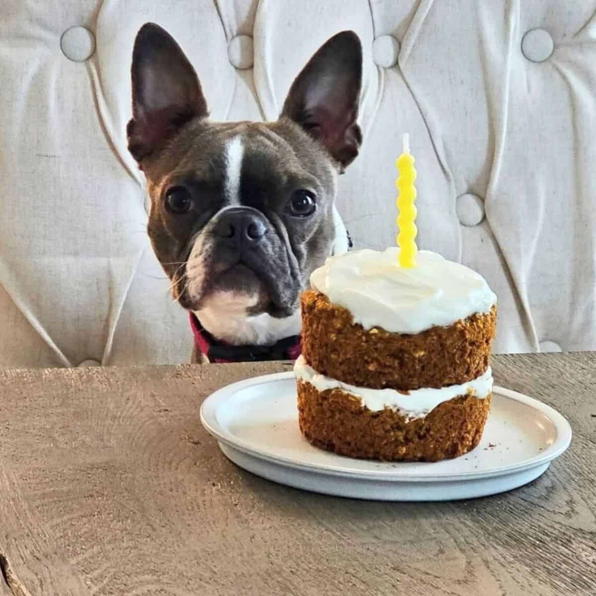 Boston Terrier sitting by two-layer dog birthday cake with oats, peanut butter, banana, and pumpkin, topped with Greek yogurt frosting.